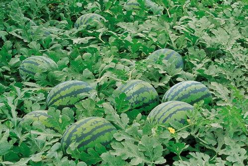 张大仙吃瓜树叶,揭秘吃瓜树叶的神秘之旅