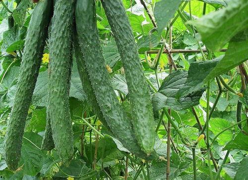 吃瓜找根,探寻事件背后的真相与奥秘