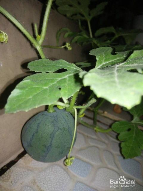 吃瓜有种子的,揭秘吃瓜种子的奇妙之旅