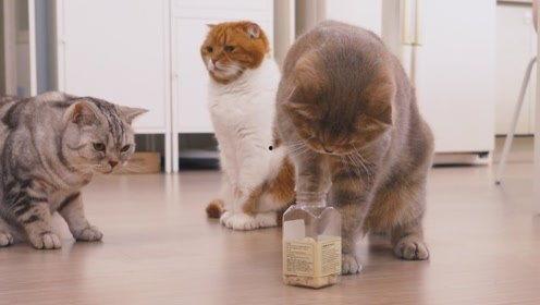 猫吃聪明瓜的视频,萌态百出展现聪明才智