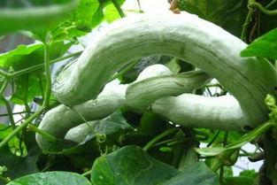 蛇瓜怎么吃蛇瓜,探索美味与营养的完美结合