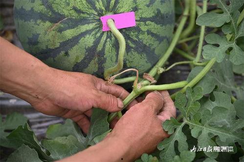 内江市吃瓜,品味地方特色美食之旅