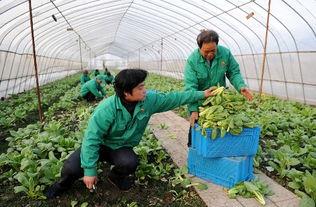 大棚摘瓜吃视频,体验田园生活乐趣