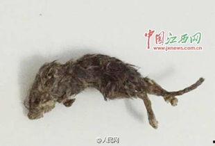 老鼠吃瓜仔,一场趣味横生的田园趣事