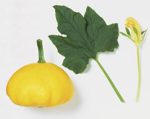 梦见烧瓜叶子吃,烧瓜叶子吃的寓意与启示