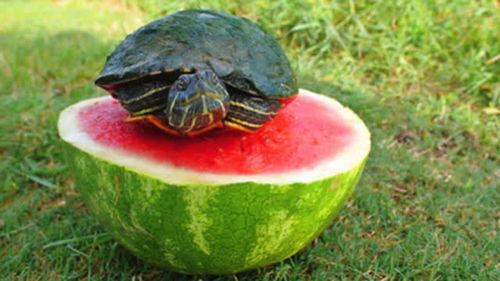 乌龟吃西瓜的瓜,乌龟的夏日西瓜盛宴
