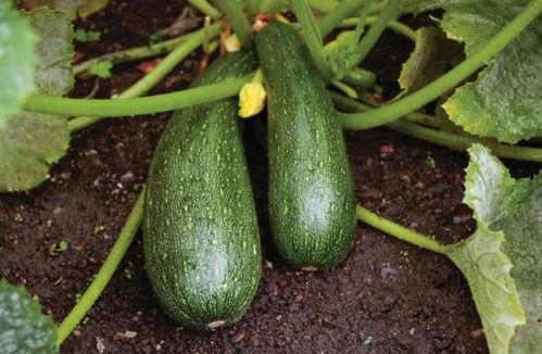 秋天有瓜吃,秋季美食盛宴