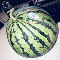 陇南网红吃瓜,揭秘当地美食背后的故事