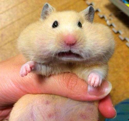 仓鼠可以吃瓜吗,瓜类水果的适宜性解析