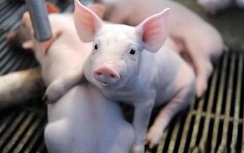 小猪不吃饲料只吃瓜,小猪弃食饲料偏爱瓜果的奇妙食趣